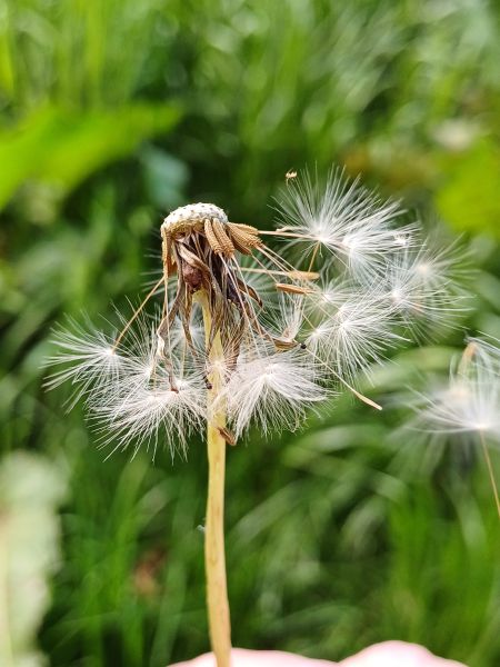 Pusteblume